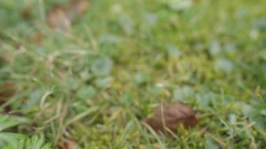 Sarı kır çiçeği