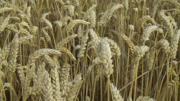 Урожай пшеницы — стоковое видео