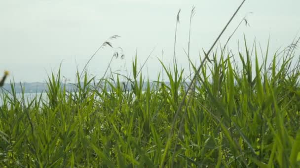 Green plants — Stock Video