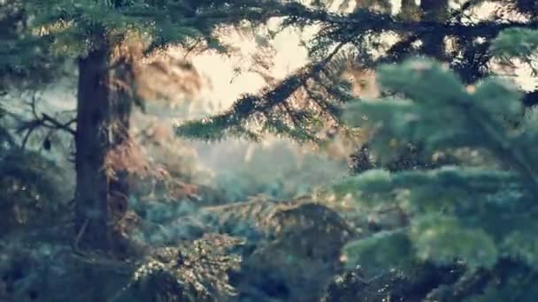 Puesta de sol del bosque de pino — Vídeos de Stock