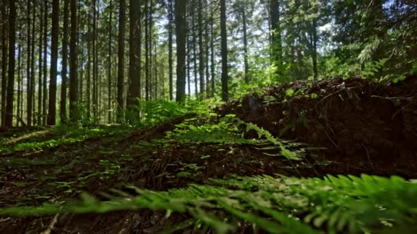 Samambaia e árvores na floresta — Vídeo de Stock