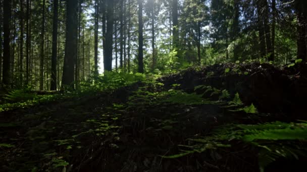 Crescimento florestal — Vídeo de Stock