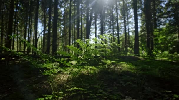 阳光照射下的森林生长 — 图库视频影像