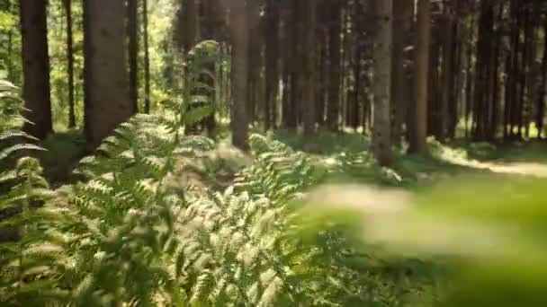 Przez las nasłonecznione — Wideo stockowe
