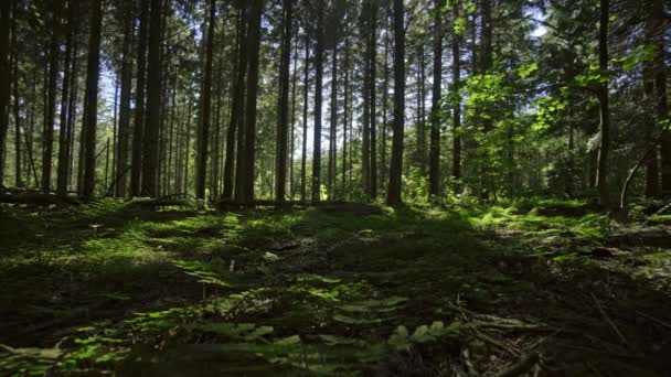 Floresta cênica — Vídeo de Stock