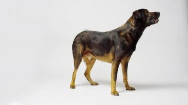 Studio uyarı köpek