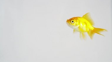 Goldfish harekete geçti
