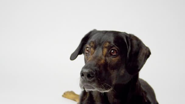Hond vangt traktatie — Stockvideo