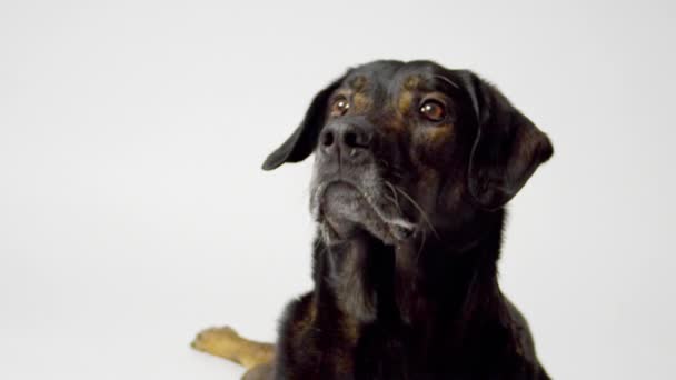 Hound catching treat — Stock Video