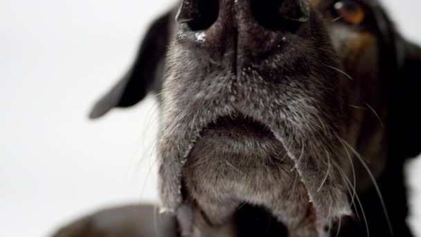 Hond in close-up — Stockvideo