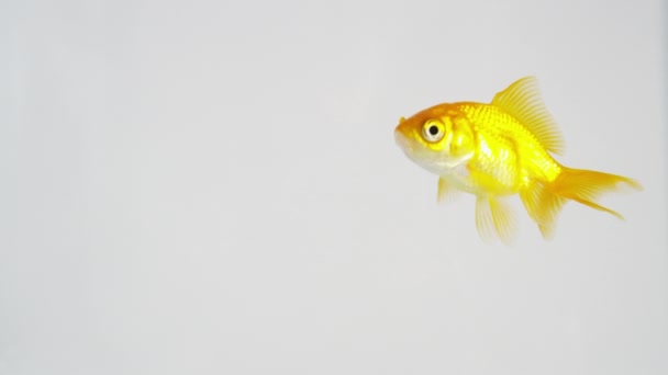 Золотая рыбка на ходу — стоковое видео