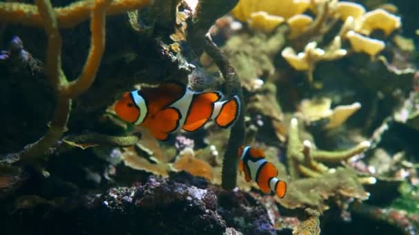 Ocellaris Pesce pagliaccio in vasca — Video Stock