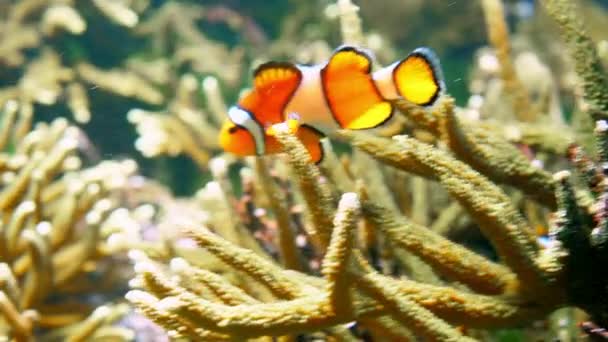 Anemoonvis in aquarium — Stockvideo