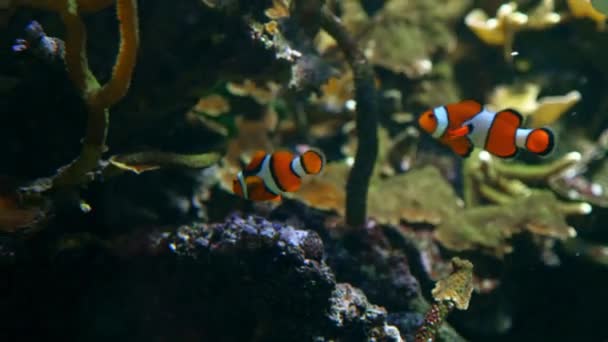 Dwa clownfish — Wideo stockowe