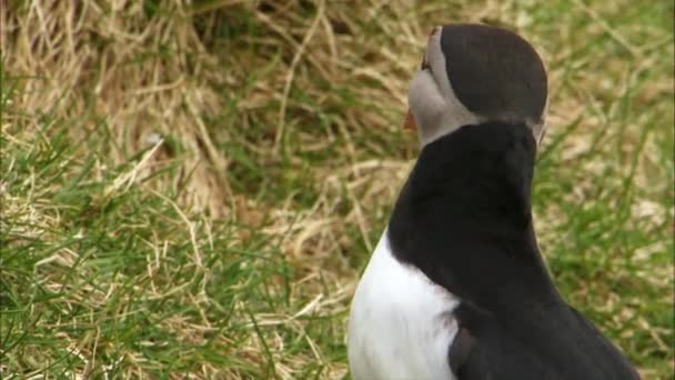 Atlantic puffin looking — Stock Video