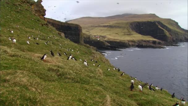 Colónia de puffins do Atlântico — Vídeo de Stock