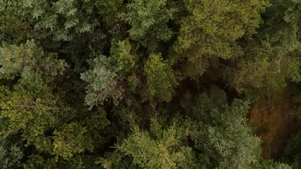 无人驾驶飞机飞越森林 — 图库视频影像