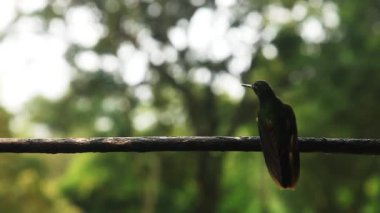 Rakip sinek kuşlarının