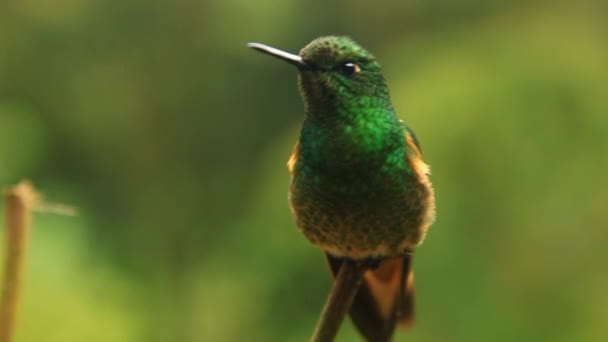 Hummingbird in to focus — Stock Video