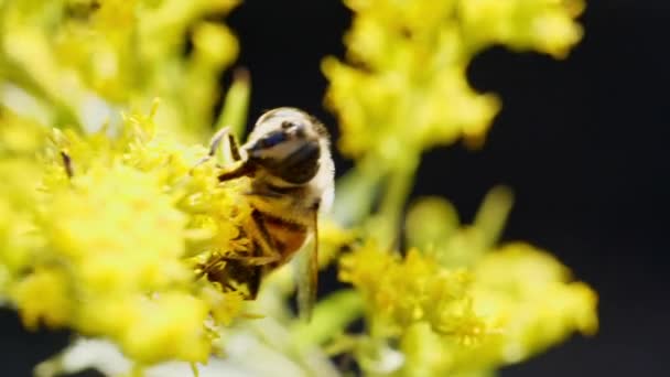 Опылительная пчела — стоковое видео