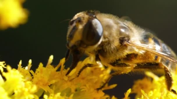 Bee on flower — Stock Video