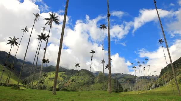 Blue skies and palm trees — Stock Video