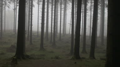 Sis içinde korkunç orman