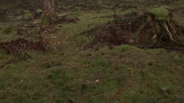 Orman zemini eğimli