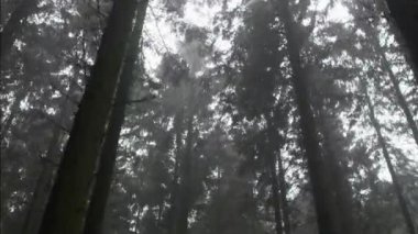 Ürkütücü ağaçların arasından taşımak