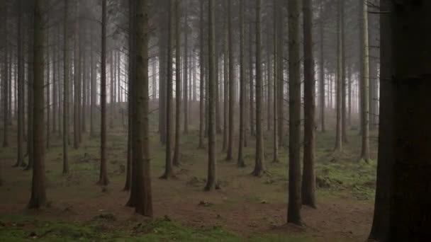 Bosques assustadores — Vídeo de Stock