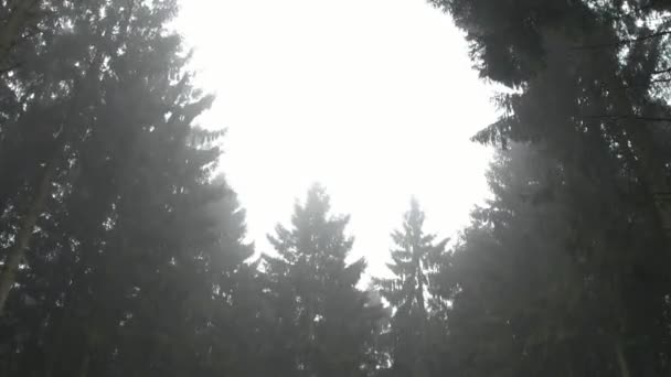 Туманні лісу — стокове відео