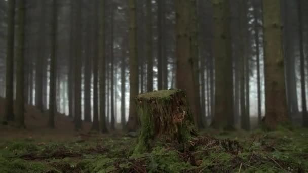 Tronco de árvore em bosques — Vídeo de Stock