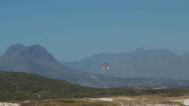 Gaivota voando sobre a Cidade do Cabo Interiores e cordilheiras no fundo — Vídeo de Stock