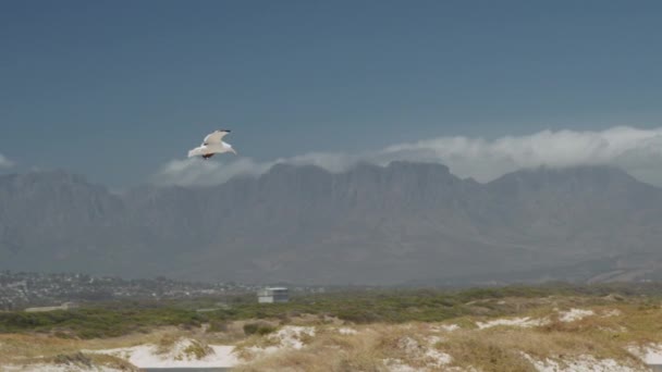 Foto panorámica de una gaviota volando hacia arriba y luego buceando para comer — Vídeos de Stock