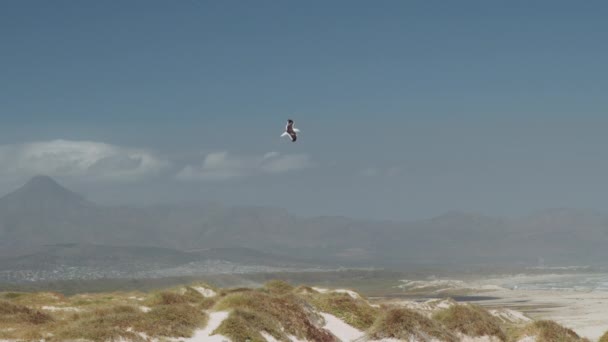 Tiro Focalizado de uma Gaivota Voando com a Direção do Vento — Vídeo de Stock