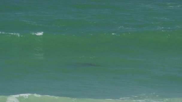 Groupe de dauphins nageant avec les fortes vagues océaniques — Video