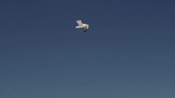 Tracking Shot of a Flying Seagull in Slowmotion e poi una rivelazione del paesaggio — Video Stock