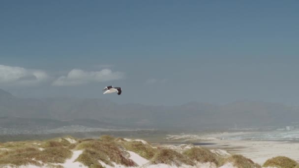 Zicht op een meeuw in vlucht met uitzicht op het landschap en strand van Kaapstad — Stockvideo