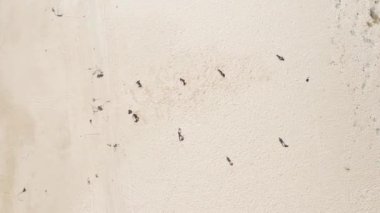 Beyaz Kum 'da Futbol Oynayan İnsanların Hava Görüntüsü