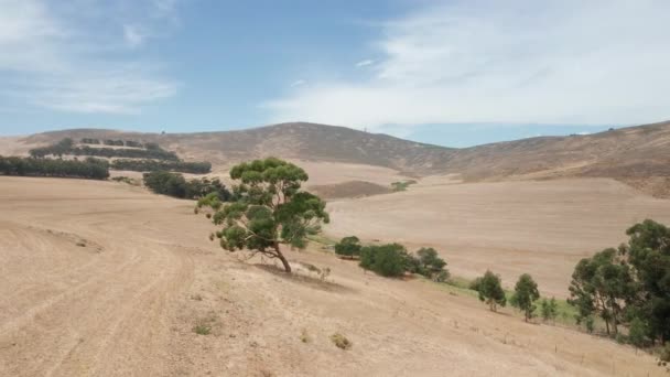 Umkreisende Aufnahme eines Baumes in einem abschüssigen Hügel und Landschaft im Hintergrund — Stockvideo