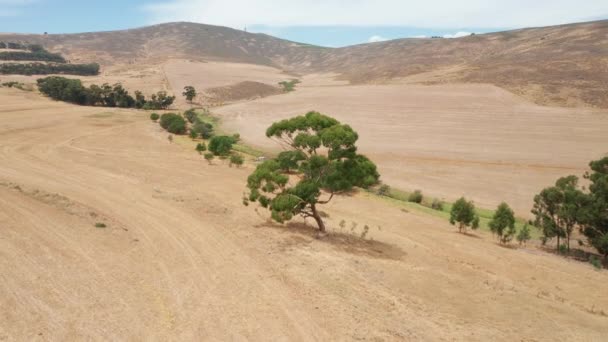 Voando sobre uma árvore em uma encosta com vista para as Brown Hills, África do Sul — Vídeo de Stock