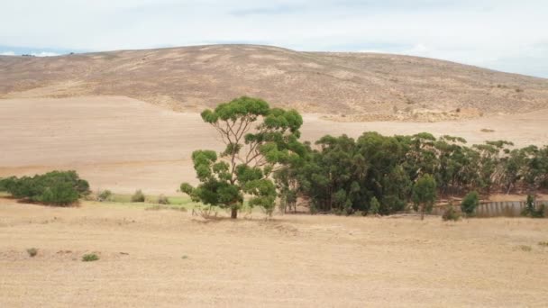 Беспилотник кружит над маленьким деревом, стоящим на склоне холма с видом на пруд — стоковое видео