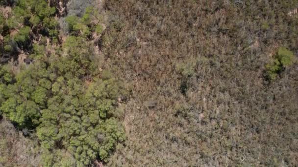 Voando sobre uma estrada de terra no meio de uma vasta terra de árvores — Vídeo de Stock