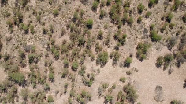 Dron vznášející se nad stromy, Jižní Afrika — Stock video