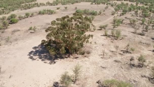 Дрон, вращающийся вокруг африканского дерева в пустыне — стоковое видео