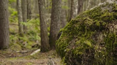 Ormandaki Kayayı Kaplayan Taze Yeşil Yosun Yakından Görünüşü
