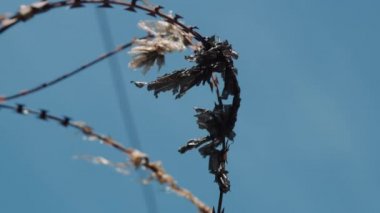 Dikenli tellere dolanmış Siyah Plastik Çekim Rüzgâr Esiyorken