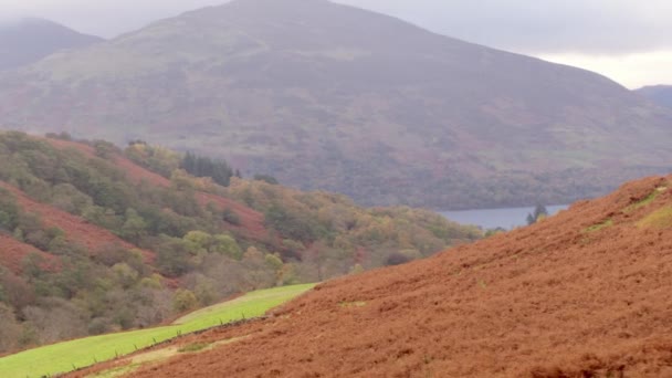 Tournage révélateur des Highlands et d'une rivière à travers les arbres — Video