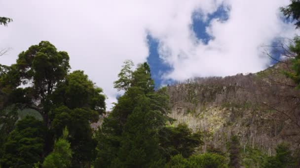 森林树木在蓝天和云雾中的低角射击 — 图库视频影像
