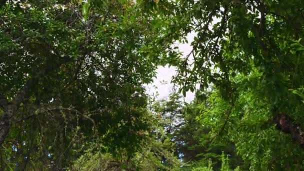 Um tiro baixo do ângulo de um folliage das folhas em filiais da árvore — Vídeo de Stock